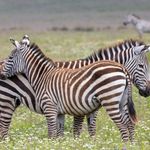 Tanzania Wildlife Ngorongoro zebras AZ (3).jpg - Jambo Safari Club